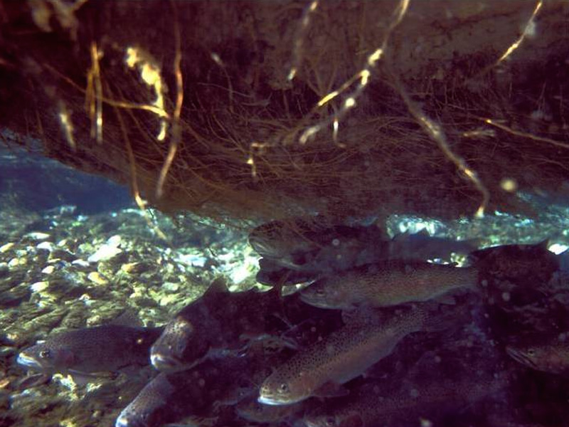 百奧源®浮動(dòng)濕地根系下棲息的魚群